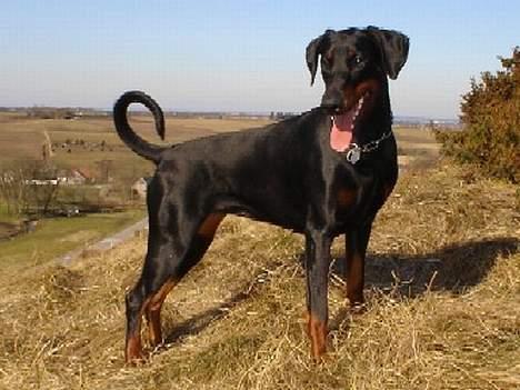 Dobermann Jotunheim´s Drome "Diser" billede 13