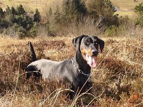 Dobermann Jotunheim´s Drome "Diser" billede 14