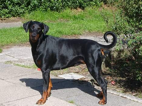 Dobermann Jotunheim´s Drome "Diser" billede 15