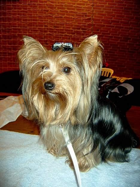 Yorkshire terrier Askepot - Billede fra hundekåring i Nyborg billede 10