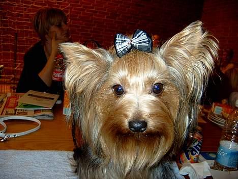 Yorkshire terrier Askepot - Billede fra hundekåring i Nyborg billede 11