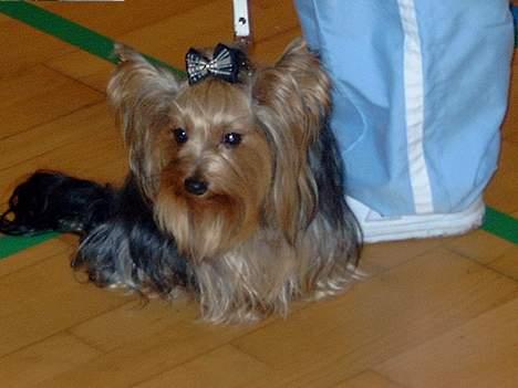 Yorkshire terrier Askepot - Billede fra hundekåring i Nyborg billede 12