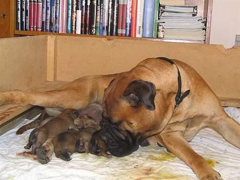 Bullmastiff Nero - Her er min flotte mor Dina med mig og mine søskende.. billede 2