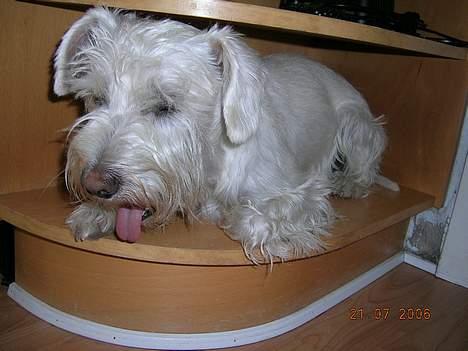 Dvaergschnauzer Egon - Smart lille hundehylle... billede 11