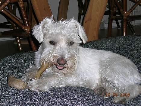 Dvaergschnauzer Egon - Guf  guf billede 12