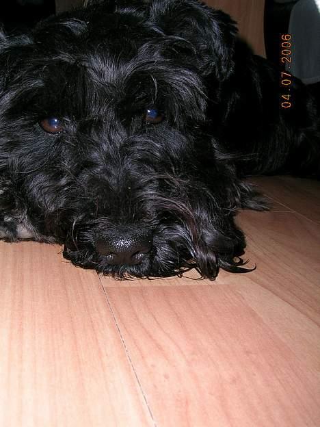 Dvaergschnauzer Laban billede 8