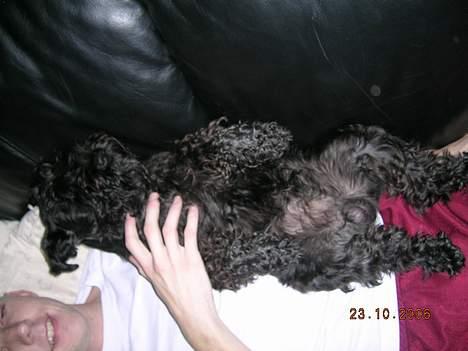 Dvaergschnauzer Laban - Slapper af sammen med far på sofaen. billede 9