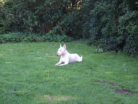 Bullterrier Vili - åh,min have er så skøn billede 15