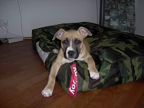 Amerikansk staffordshire terrier KWV' s Standing Ovation  - En rigtig "kamphund" sover da i camuflage... billede 8