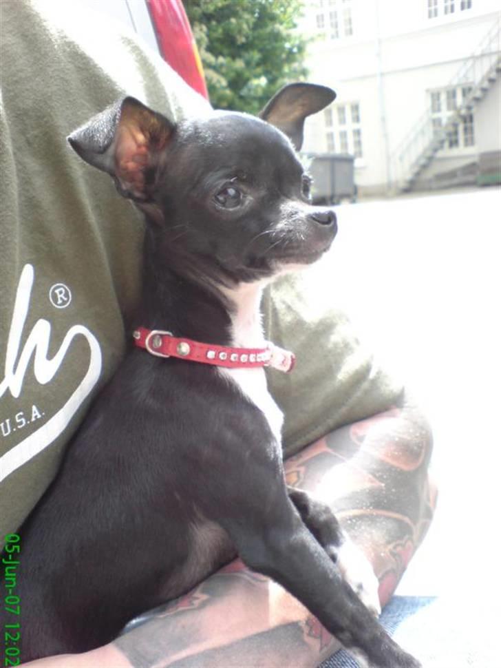 Chihuahua Merle *RIP 24-07-08*  - vente vente vente, nu må mor snart have fri fra arbejde!!! billede 3