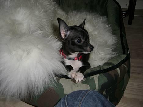 Chihuahua Merle *RIP 24-07-08*  - her ligger jeg så fint, jeg nu kan  billede 5