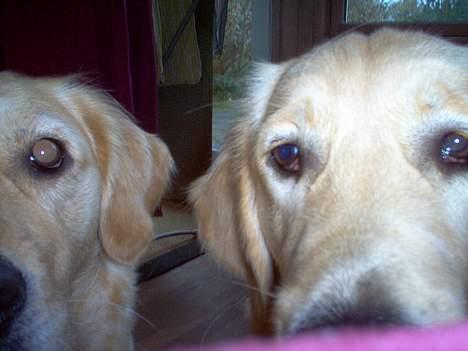 Golden retriever Bella også kaldet bellsen - mig og min ven malou billede 6