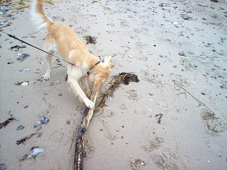 Golden retriever Bella også kaldet bellsen - dejlig stor pind billede 7
