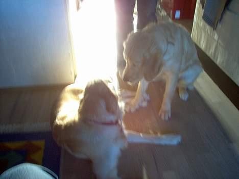 Golden retriever Bella også kaldet bellsen - mig og malou billede 8