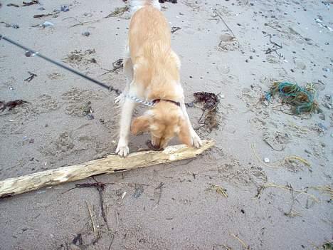 Golden retriever Bella også kaldet bellsen - stor pind til lille mig billede 9
