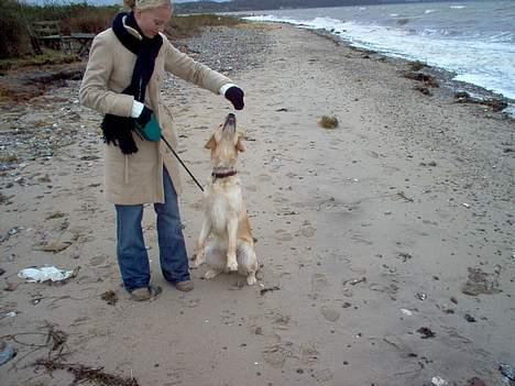Golden retriever Bella også kaldet bellsen - sidder pænt med mor på stranden billede 10