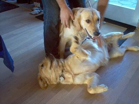 Golden retriever Bella også kaldet bellsen - mig og malou billede 11