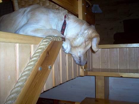 Golden retriever Bella også kaldet bellsen - hvad sker der dog dernede? billede 12