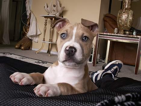 Amerikansk staffordshire terrier body - her er han 3 måneder billede 1