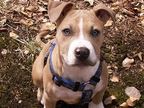 Amerikansk staffordshire terrier body billede 2