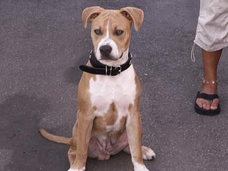 Amerikansk staffordshire terrier body billede 3