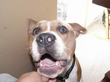 Amerikansk staffordshire terrier body billede 4