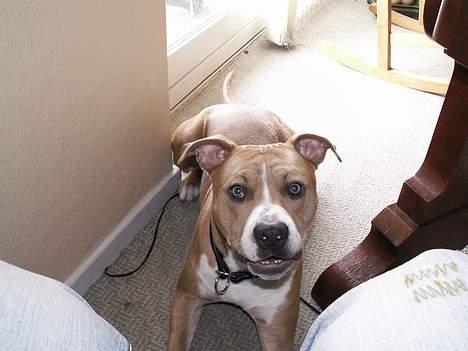 Amerikansk staffordshire terrier body billede 5