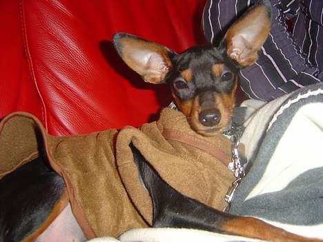 Prazsky krysarik Cosmo - død d. 14/03-07 - Cosmo i sin nye trøje... billede 16