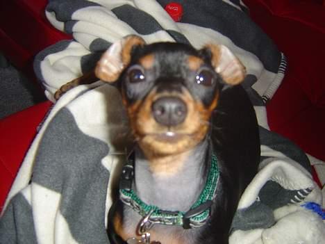 Prazsky krysarik Cosmo - død d. 14/03-07 - Fjolle hund... c",) billede 17