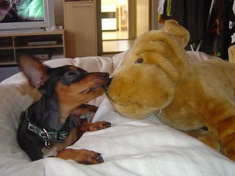 Prazsky krysarik Cosmo - død d. 14/03-07 - Der bliver uddelt kyss til "kæresten".. billede 18