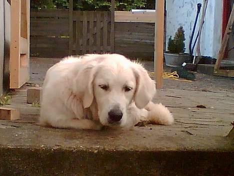 Golden retriever Vicki - Åhh hvor er det kedeligt, kommer der ikke snart nogen og leger! :) billede 1