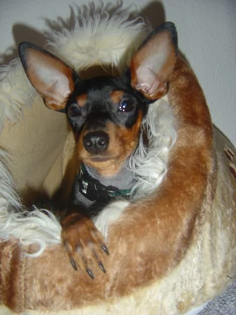 Prazsky krysarik Cosmo - død d. 14/03-07 - Cosmo i sin hule.. billede 19