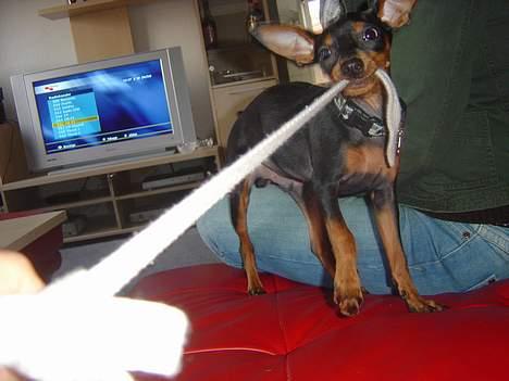 Prazsky krysarik Cosmo - død d. 14/03-07 - Elsker at slåse!! billede 20