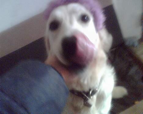 Golden retriever Vicki - Er jeg fin, med hårbøjle? :D billede 3