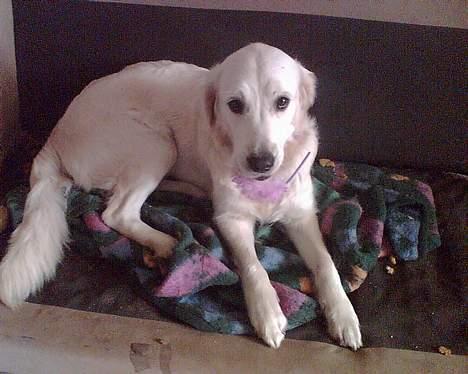 Golden retriever Vicki - Jeg har min egen sofa! :) billede 5