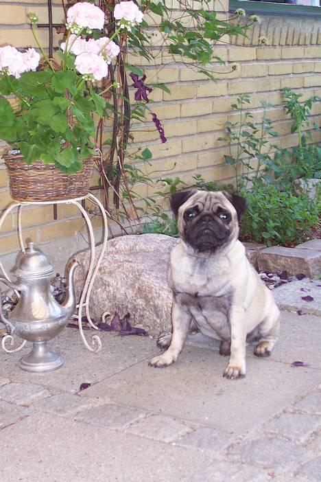 Mops Bonzo :-) - Her venter jeg på at jeg kan komme i bad: kom nu mor skynd dig. billede 15