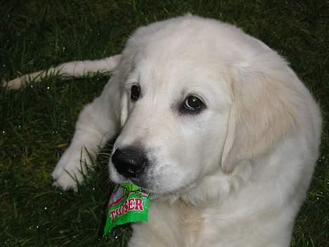 Golden retriever Cosmo (**Død**) - Mmmh slik er bare det bedste jeg ved :) billede 11