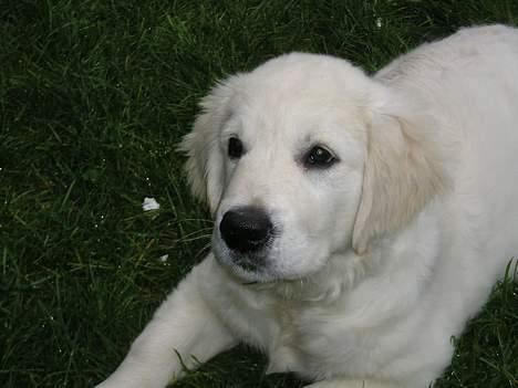 Golden retriever Cosmo (**Død**) - Har du mere? :) billede 12