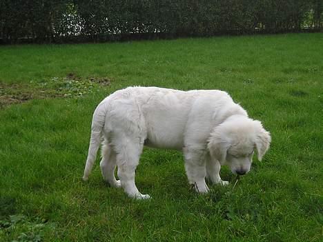 Golden retriever Cosmo (**Død**) - Den lugter lidt sjovt denne blomst ;) billede 13