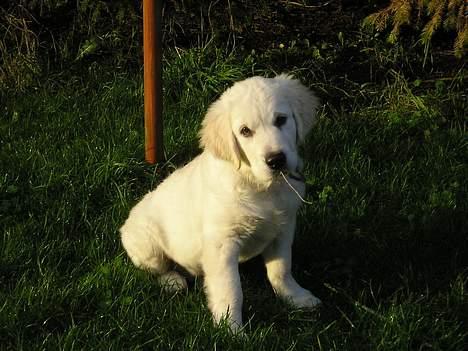 Golden retriever Cosmo (**Død**) - Jeg er så flot som fotomodel. billede 14