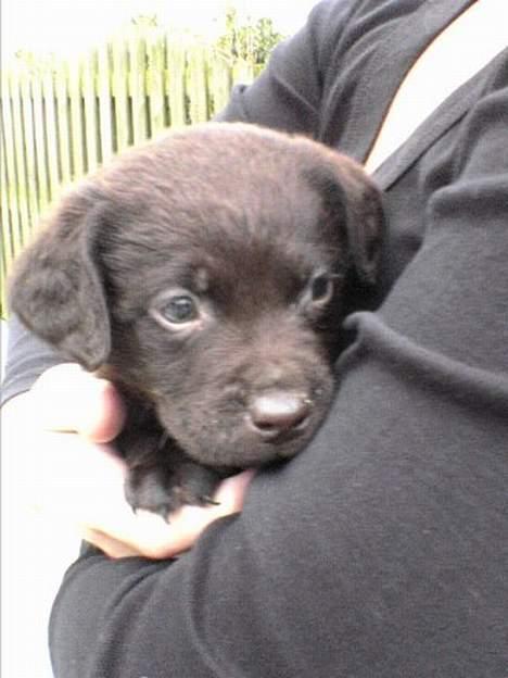 Labrador retriever Bailey billede 1