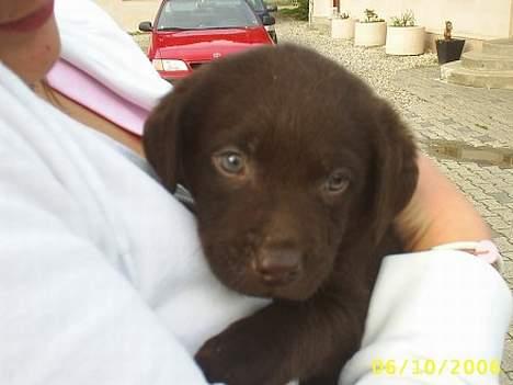 Labrador retriever Bailey - med dette billede blev Bailey kåret som Danmarks sødeste kæledyr i 2006 i BT billede 2