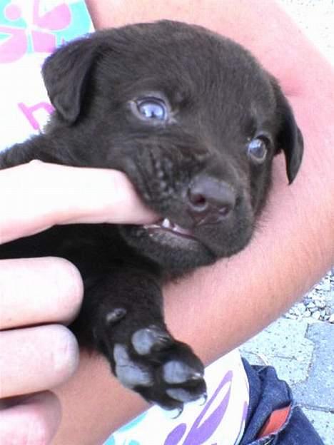 Labrador retriever Bailey - Grr.. billede 3