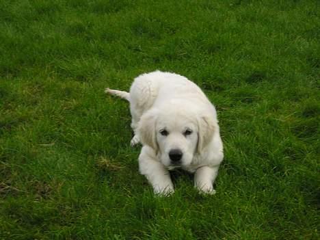 Golden retriever Cosmo (**Død**) - Klar på vagt :) billede 15