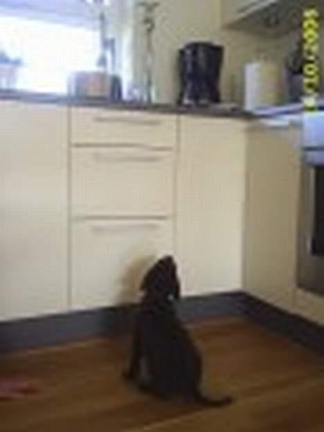 Labrador retriever Bailey - her venter jeg på min mad skal blive blød nok billede 4