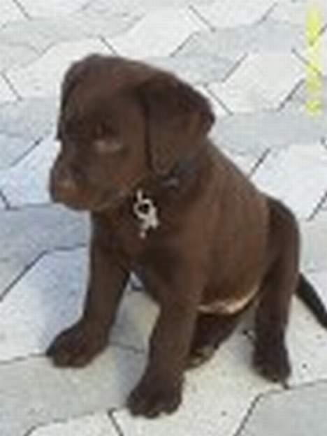 Labrador retriever Bailey billede 5