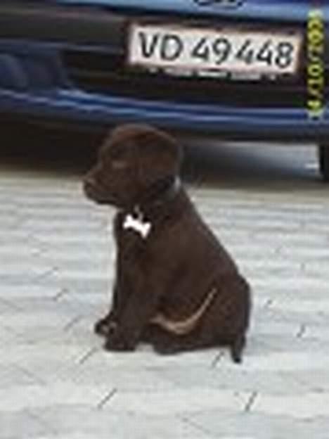 Labrador retriever Bailey - Her vogter jeg! billede 6