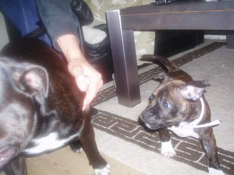 Staffordshire bull terrier Deca - Deca og Sookie (8 en halv uge gammel tæve) billede 11