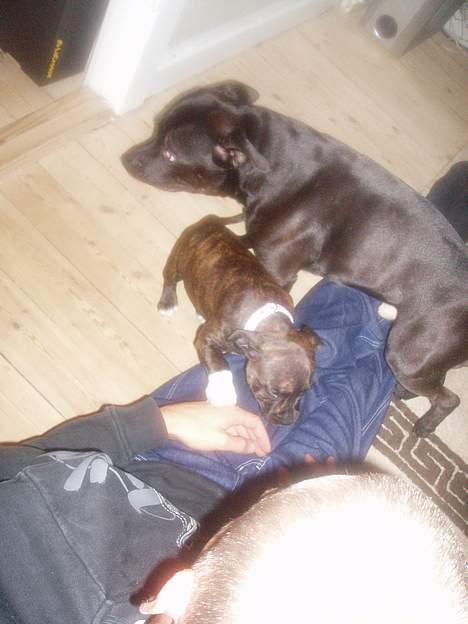 Staffordshire bull terrier Deca - Deca er ikke meget for at dele sin "far" hehe billede 12