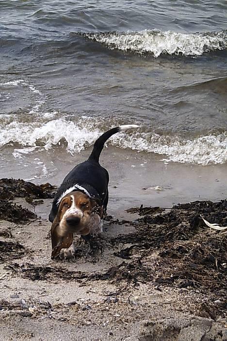 Basset hound Buller billede 14